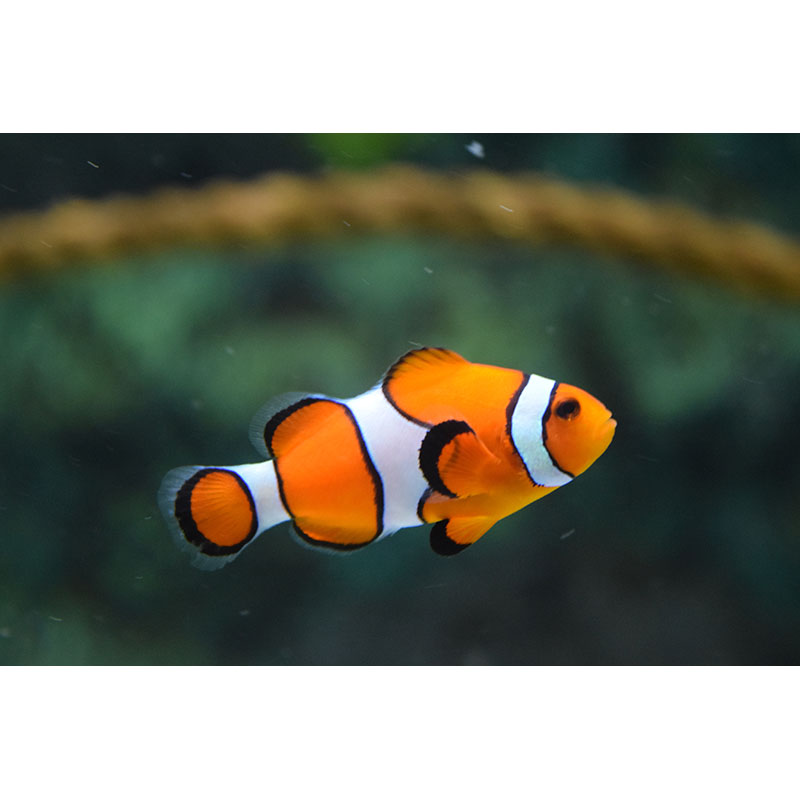 Πίνακας σε καμβά Clown Fish